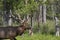 Elk - wapiti  in a conservation and wilderness area