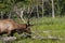 Elk - wapiti  in a conservation and wilderness area