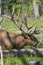 Elk - wapiti  in a conservation and wilderness area