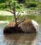 The elk, or wapiti is one of the largest species within the deer family,