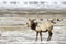 Elk or Wapiti in the snow at Elk Refuge