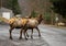 Elk Wapiti Walking on the Road