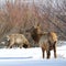 Elk or Wapiti in Winter on the Colorado-Wyoming Border