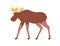 Elk, wild forest animal with horns. Big European, American mammal, walking, side view, profile. Herbivorous fauna