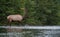 Elk in winter in Jasper, Canada