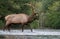 Elk in winter in Jasper, Canada