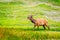 Elk in Yellowstone