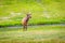 Elk in Yellowstone