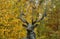 Elkhart Indiana Full Size Bronze Scultpture of a Majestic 6 x 6 Elk
