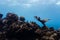 Elkhorn coral, (Acropora palmata), rising high above coral reef in Caribbean