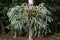 Elkhorn Fern in an Australian Rainforest