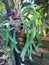 Elkhorn fern, or common staghorn fern