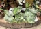 Elkhorn fern or common staghorn fern Latin - Platycerium bifurcatum