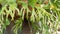 Elkhorn staghorn fern green leaves. Exotic tropical amazon jungle rainforest botanical atmosphere. Natural lush foliage