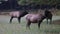 Elks Bugle In The Great Smoky Mountains National Park