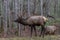 Elks at Cataloochee Valley, Great Smoky Mountains National Park, North Carolina