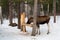 Elks eating in the winter