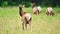 Elks in Great Smoky Mountains National Park. Wildlife watching.