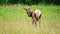 Elks in Great Smoky Mountains National Park. Wildlife watching.