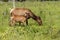 The elks on meadow.The wapiti doe with fawn on pasture.