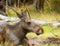 Elks resting in a clearing