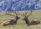 Elks of Rocky Mountains