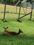 Elks sitting in a green grass.