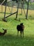 Elks sitting in a green grass