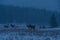 Elks on a winter morning, Banff National Park Landscape