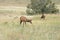 Elks in the Yellowstone national park