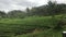 Ella, Sri Lanka, long rows of tea bushes