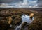 Ellarcarr Pike Timble North Yorkshire Heather Moorland