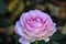 Elle flower head of a rose in de Guldemondplantsoen Rosarium in Boskoop