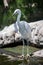 Ellegant Common egret at zoo