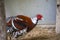 Elliot\\\'s pheasant (Syrmaticus ellioti)