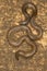 Elliot`s shieldtail snake, Uropeltis ellioti. Western Ghats of Kaas plateau