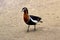 Elliots Pheasant Scurries on the Beach 01