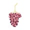 Ellipsoid Hanging Berry Cluster of Purple Grape Vector Illustration