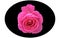 Elliptic shape black vector image and a bright pink rose in the middle on white background. Flower vector design.