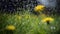 Ellow dandelions covered with rain drops.