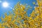 Ellow easter forsythia flowers