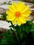 Ellow flower Dahlias on the background of a paved path.