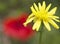 Ellow flower with a raindrop