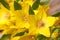 Ellow flowers Lysimachia punctata macro horizontal