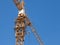 ellow metal crane in front of a building being assembled in a construction site taken from below during a sunny afternoon