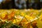 ellow orange maple leaves laying on the ground. Beautiful autumn maple leaves. Organic beauty.