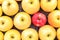 ellow and red apples apples on the old wooden table. autumn background. The concept of a healthy food, diet.