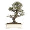 Elm bonsai tree, ulmus, isolated