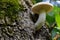 Elm Mushroom On Tree