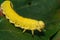 Elm Sawfly Larva - Cimbex americanus